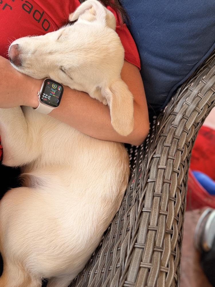 Enlarge Cisare / A&W, a Adoptable mixed breed in Broomfield, CO image 3/6