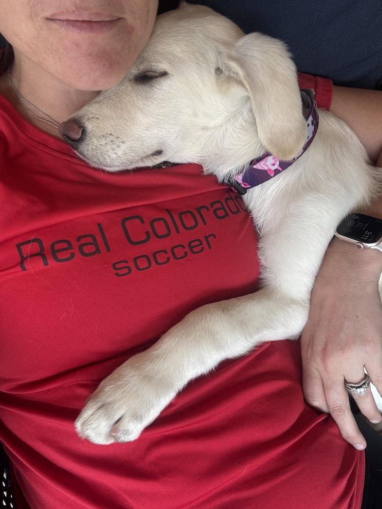 Enlarge Cisare / A&W, a Adoptable mixed breed in Broomfield, CO image 4/6