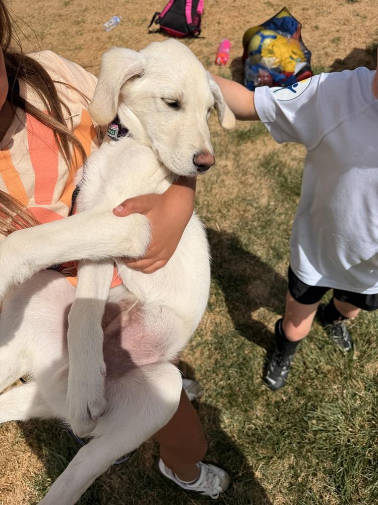 Enlarge Cisare / A&W, a Adoptable mixed breed in Broomfield, CO image 6/6