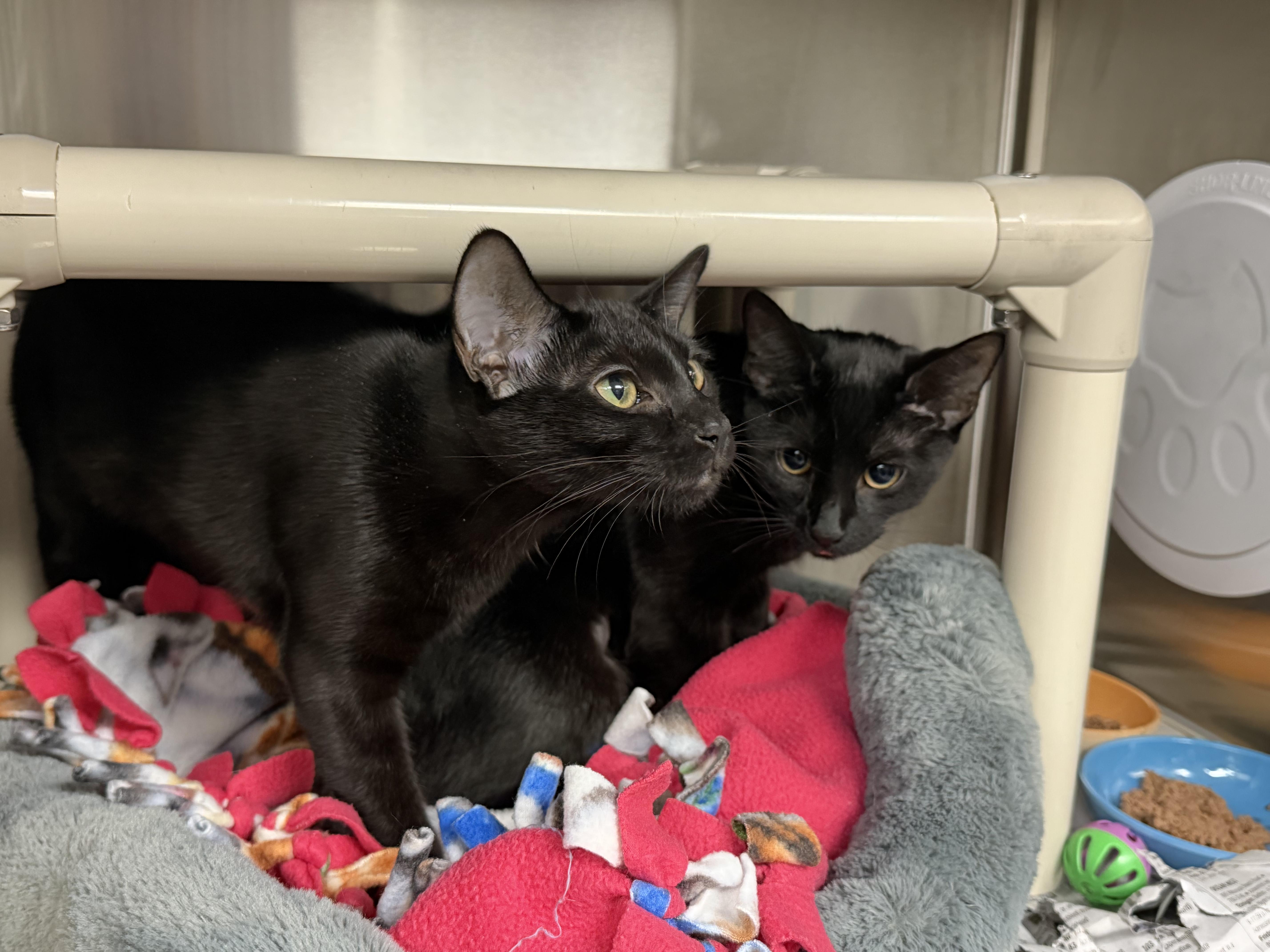 Enlarge Egypt and Wednesday (bonded sisters), a Adoptable American Shorthair in North Kingstown, RI image 6/6