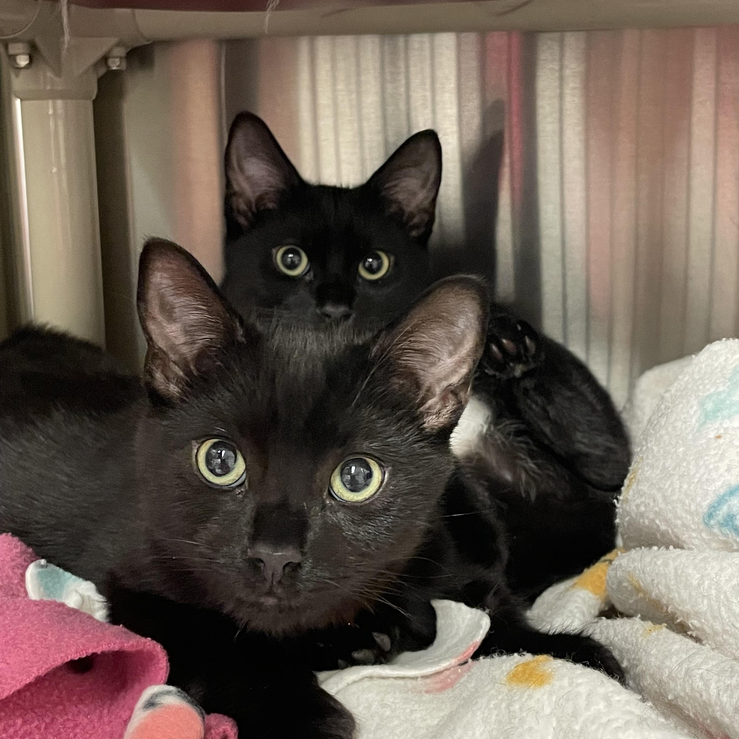 Egypt and Wednesday (bonded sisters), Adoptable, Kitten Female American Shorthair.