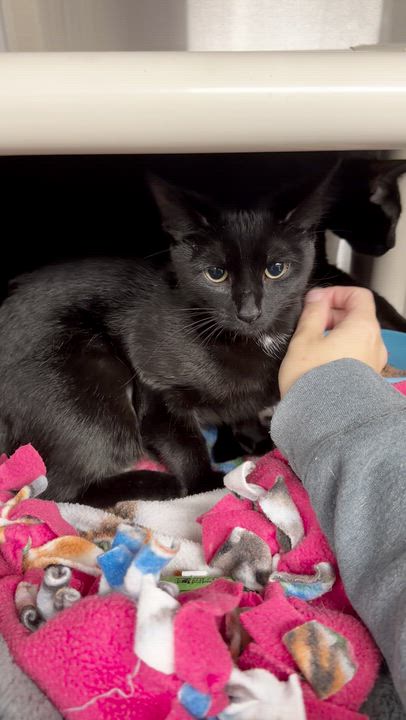 Enlarge Egypt and Wednesday (bonded sisters), a Adoptable American Shorthair in North Kingstown, RI video 4/6