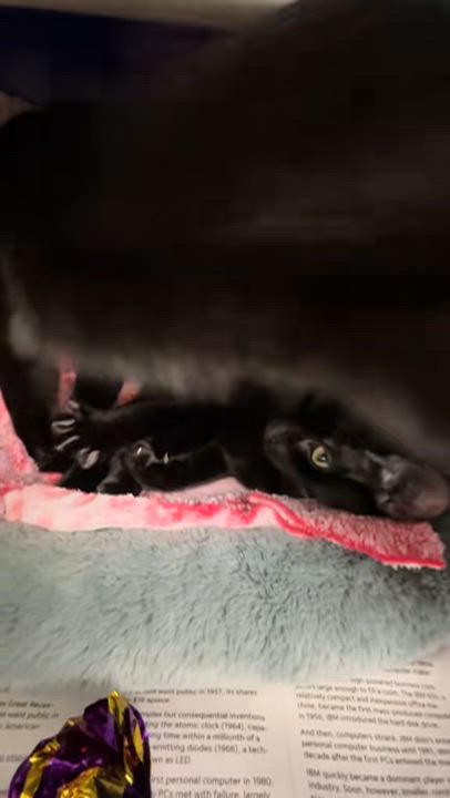 Enlarge Egypt and Wednesday (bonded sisters), a Adoptable American Shorthair in North Kingstown, RI video 2/6