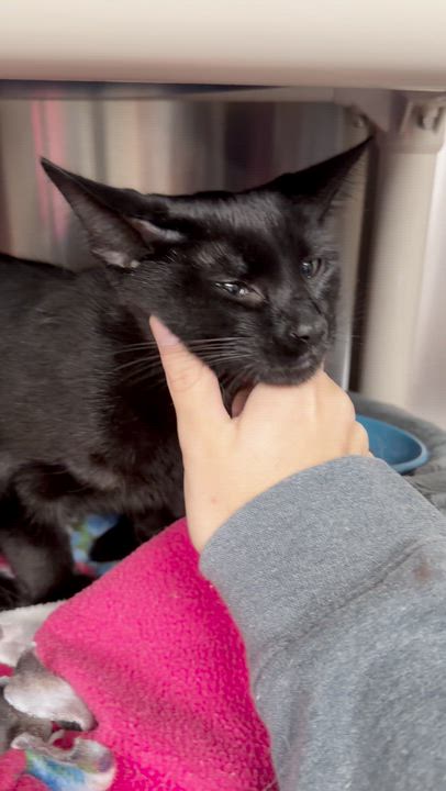 Enlarge Egypt and Wednesday (bonded sisters), a Adoptable American Shorthair in North Kingstown, RI video 3/6
