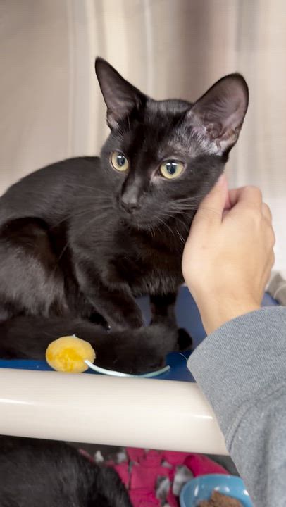 Enlarge Egypt and Wednesday (bonded sisters), a Adoptable American Shorthair in North Kingstown, RI video 5/6