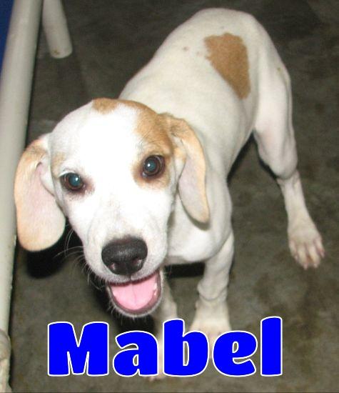 #3782 Mabel, Baby Female unknown