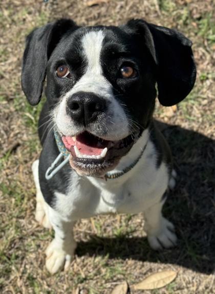 Chuckles — thumbnail 2