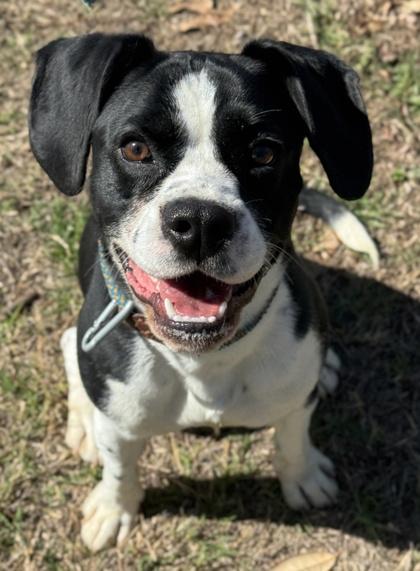 Chuckles — thumbnail 3