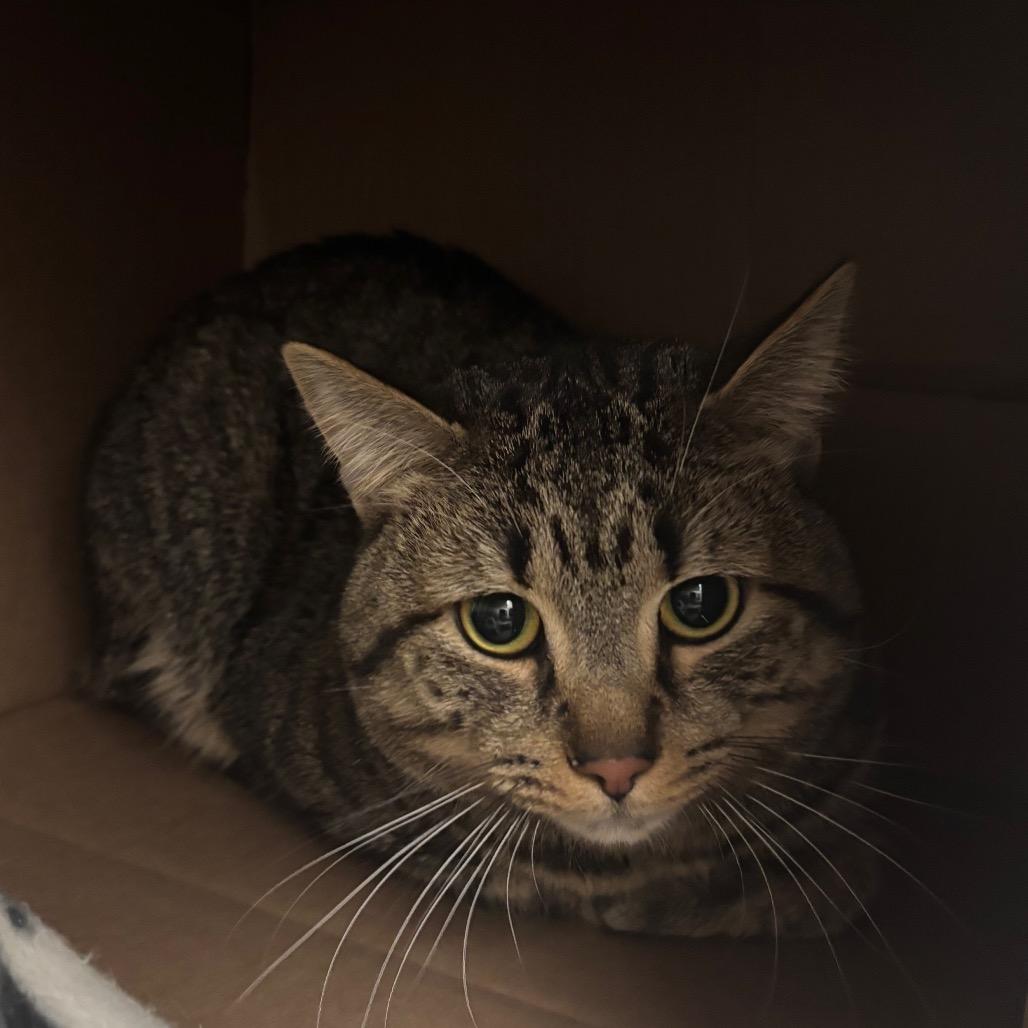 Bandit, Adoptable, Adult Male Domestic Short Hair.