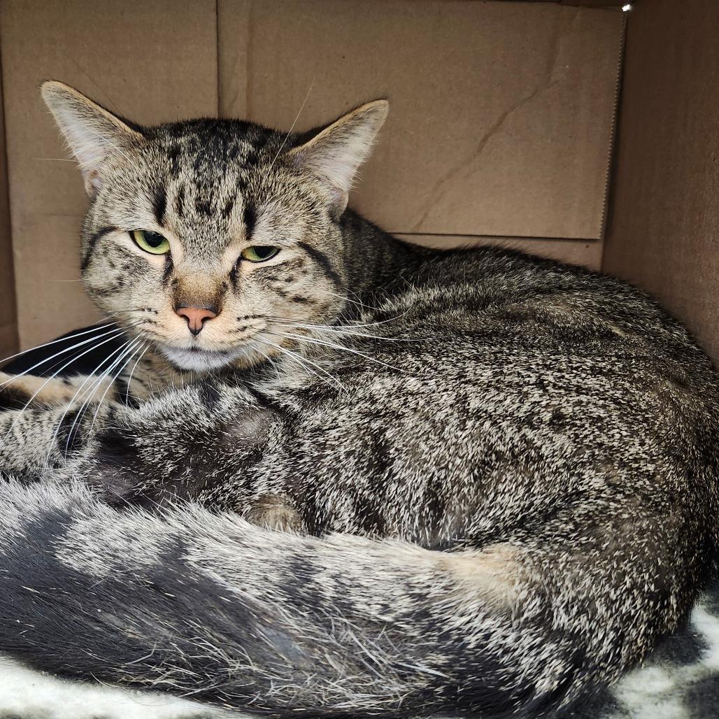 Enlarge Bandit, a Adoptable Domestic Short Hair in Ballston Spa, NY image 2/2