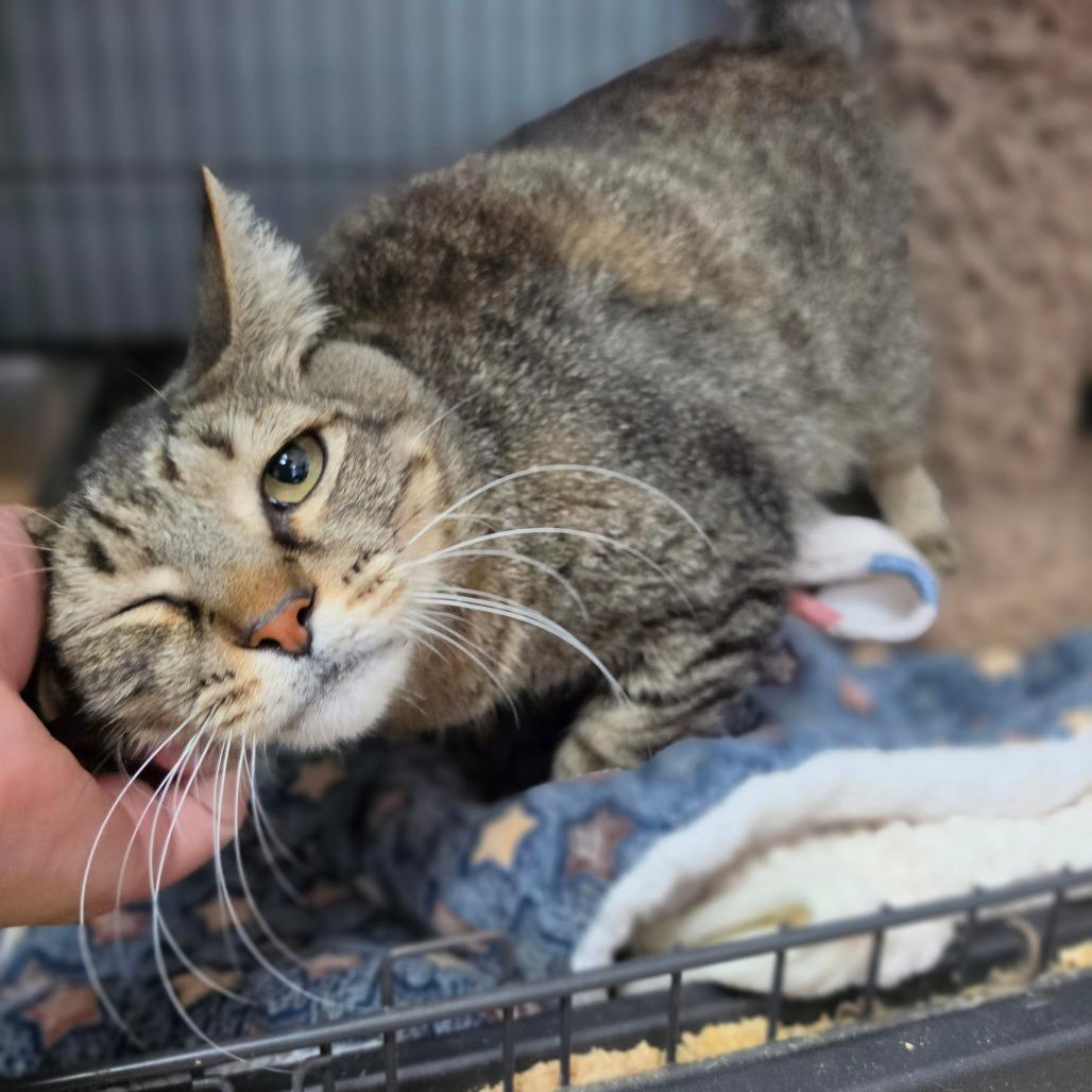 Figaro - City of Industry Location, Adoptable, Adult Male Domestic Short Hair.