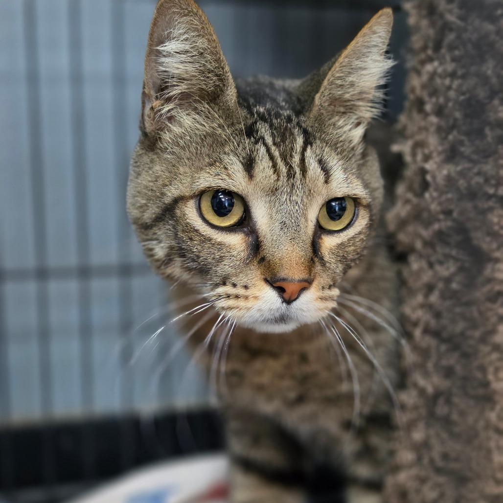Enlarge Figaro - City of Industry Location, a Adoptable Domestic Short Hair in Chino Hills, CA image 2/6