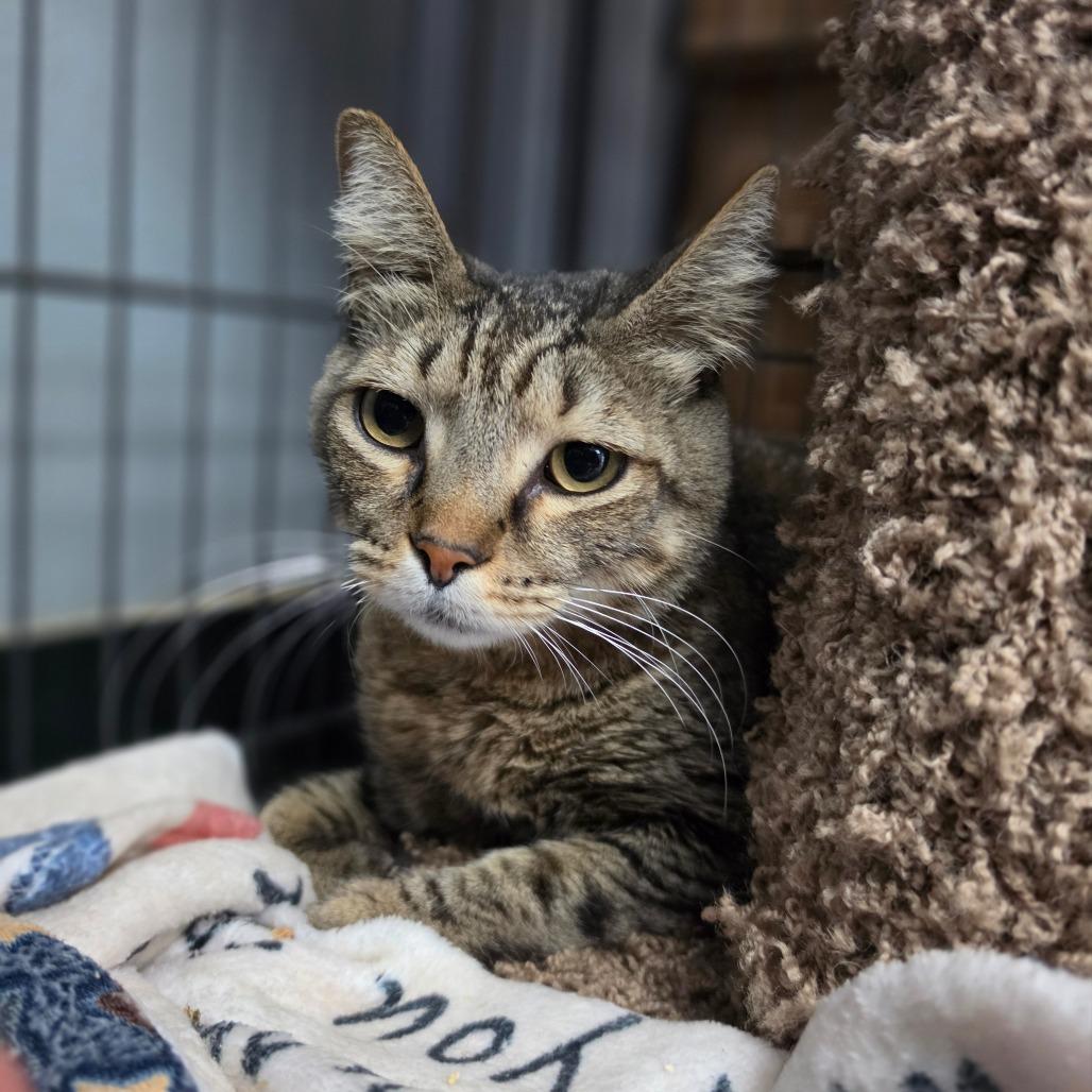 Enlarge Figaro - City of Industry Location, a Adoptable Domestic Short Hair in Chino Hills, CA image 3/6