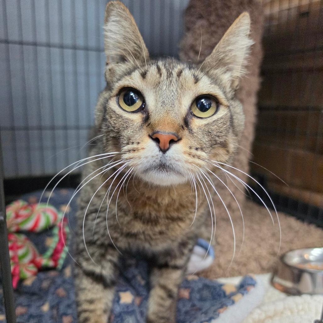 Enlarge Figaro - City of Industry Location, a Adoptable Domestic Short Hair in Chino Hills, CA image 4/6
