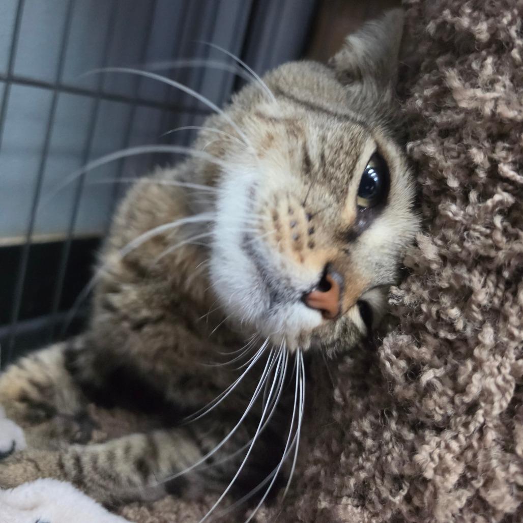 Enlarge Figaro - City of Industry Location, a Adoptable Domestic Short Hair in Chino Hills, CA image 5/6