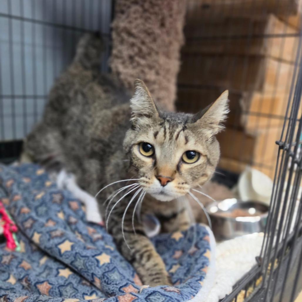 Enlarge Figaro - City of Industry Location, a Adoptable Domestic Short Hair in Chino Hills, CA image 6/6