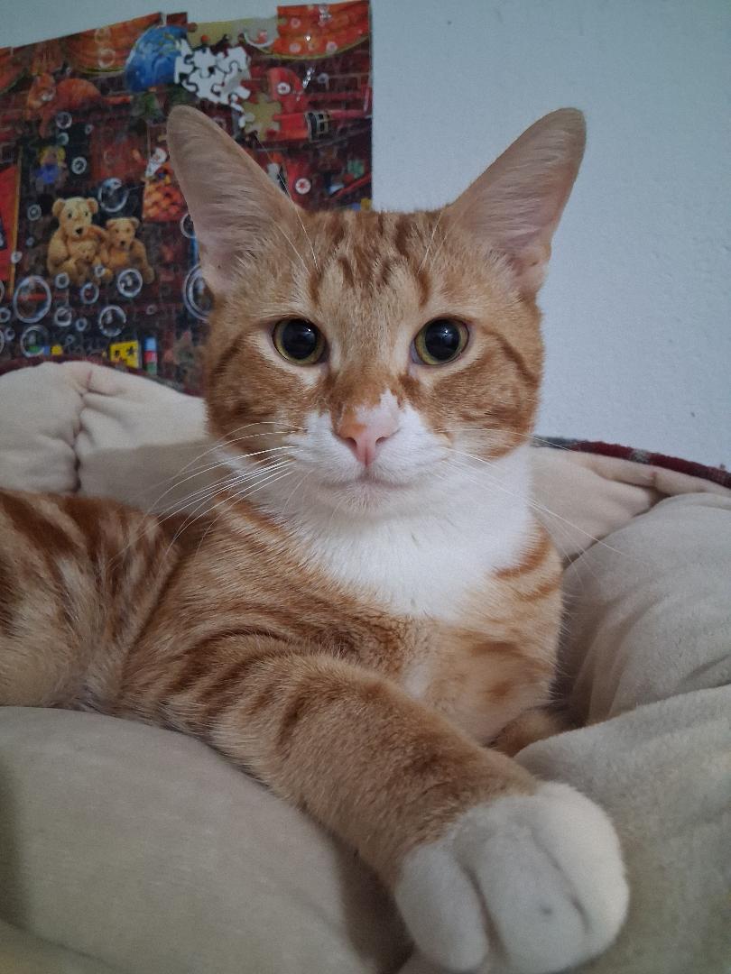 Maxito FOSTER NEEDED, a ADOPTABLE Domestic Short Hair in Sherman Oaks, CA image 3/6