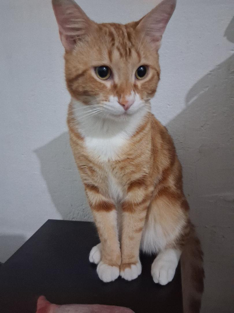 Maxito FOSTER NEEDED, a ADOPTABLE Domestic Short Hair in Sherman Oaks, CA image 5/6