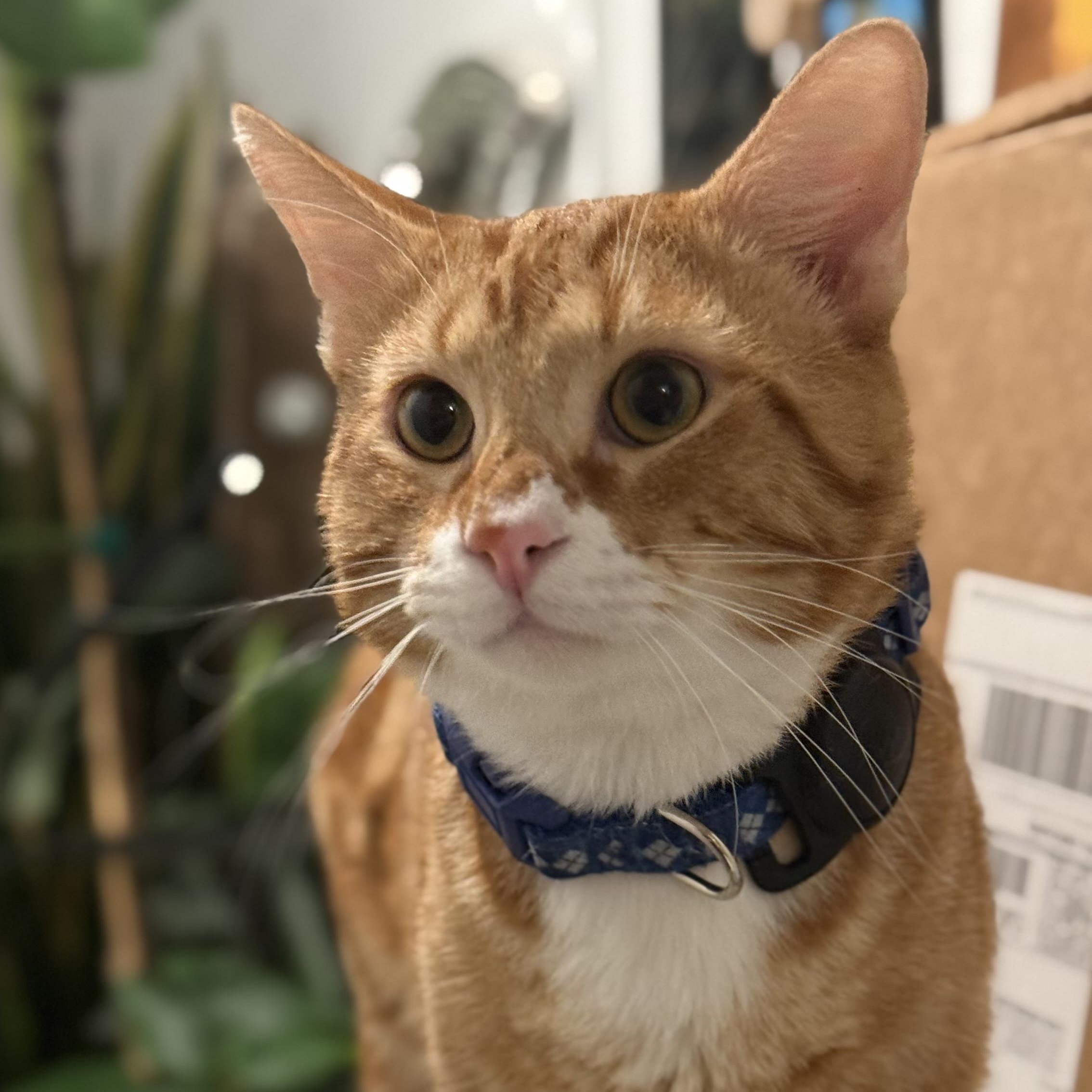 Maxito, a ADOPTABLE Domestic Short Hair in Sherman Oaks, CA image 6/6