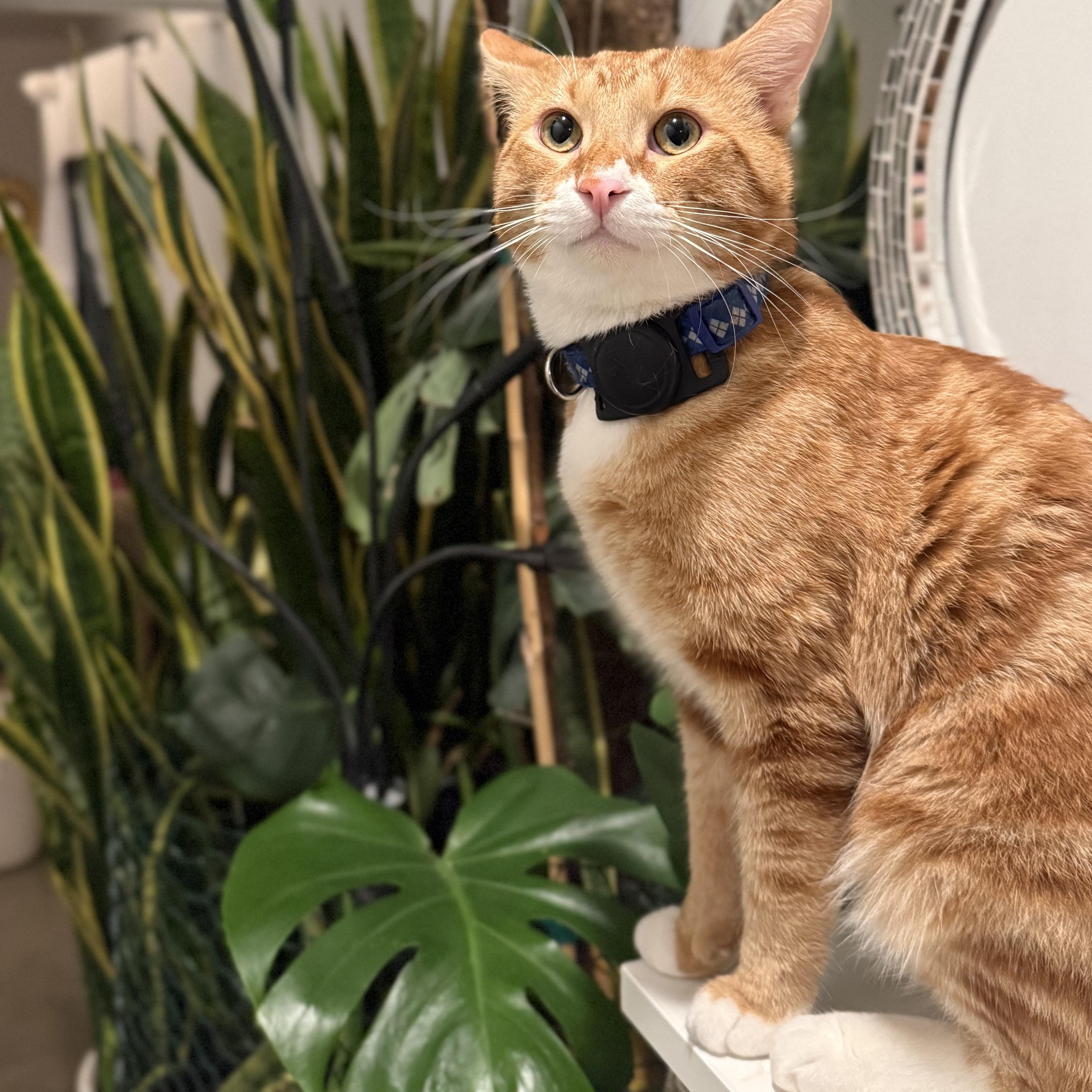 Maxito, a ADOPTABLE Domestic Short Hair in Sherman Oaks, CA image 5/6