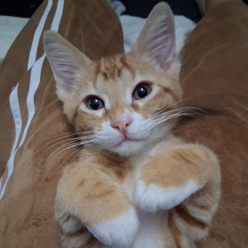 Maxito FOSTER NEEDED, a ADOPTABLE Domestic Short Hair in Sherman Oaks, CA image 4/6