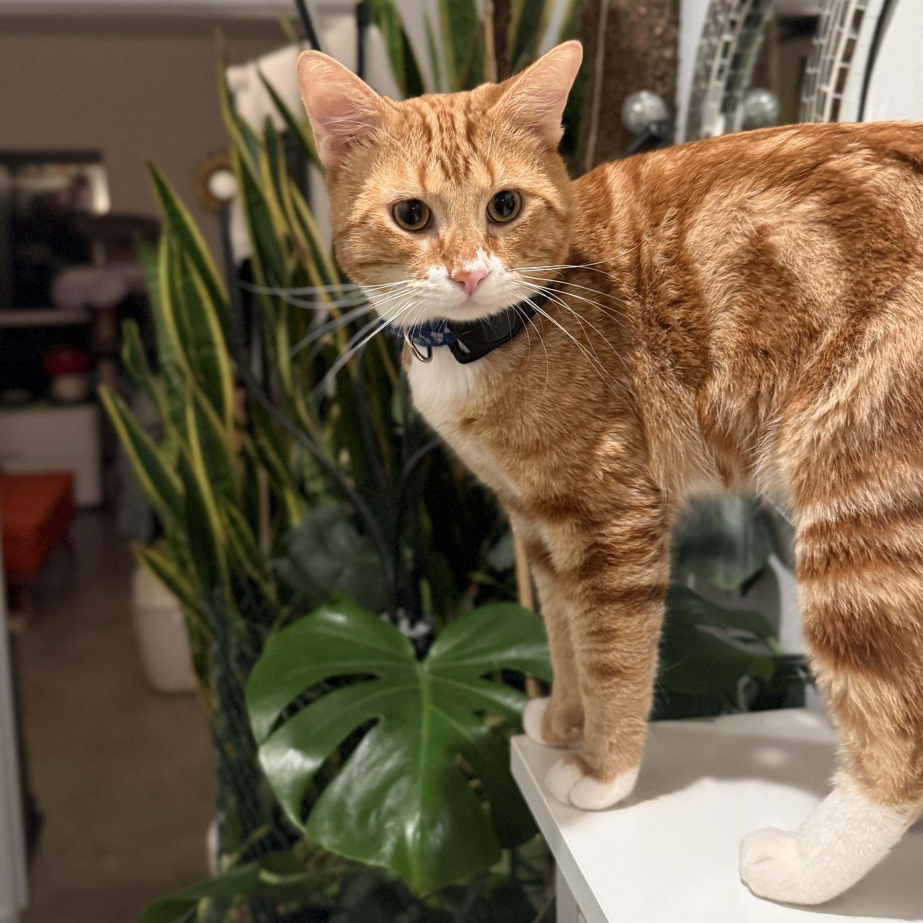 Maxito, ADOPTABLE, Young Male Domestic Short Hair.