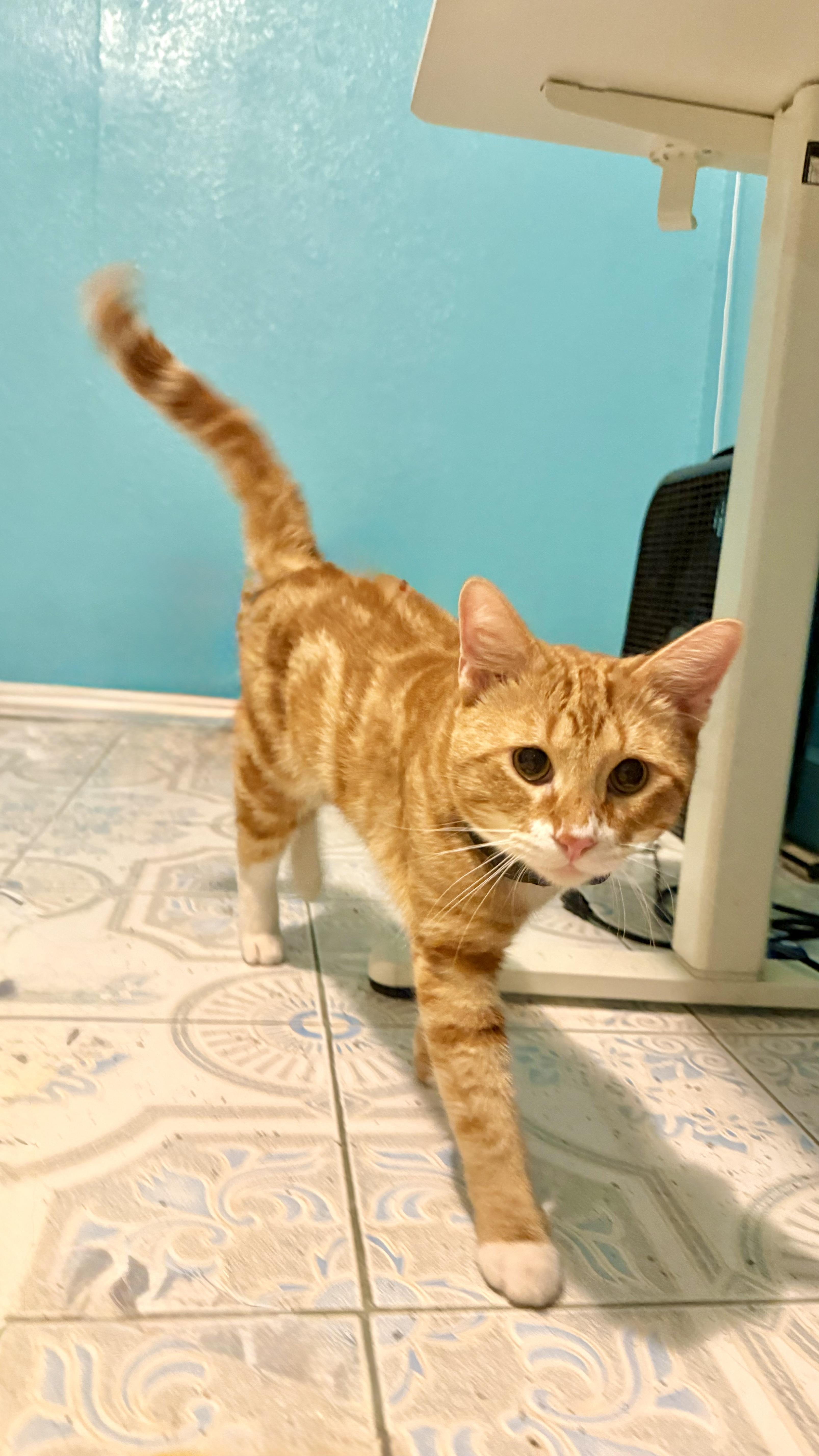 Maxito FOSTER NEEDED, a ADOPTABLE Domestic Short Hair in Sherman Oaks, CA image 1/6