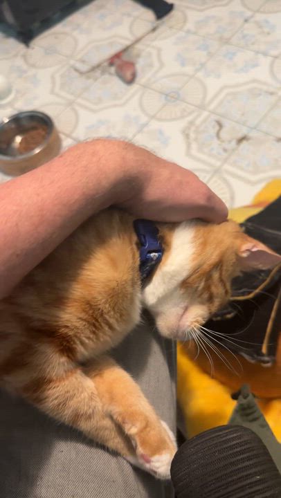 Enlarge Maxito FOSTER NEEDED, a ADOPTABLE Domestic Short Hair in Sherman Oaks, CA video 2/6