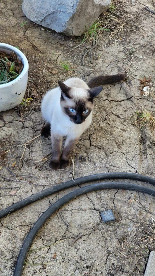 Simon
