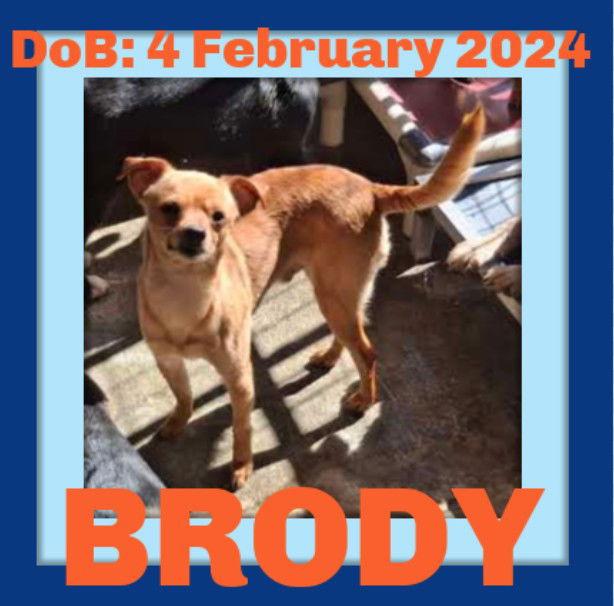 BRODY, a Adopted Chihuahua in Sebec, ME image 1/3