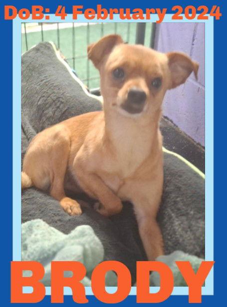 BRODY, a Adopted Chihuahua in Sebec, ME image 2/3