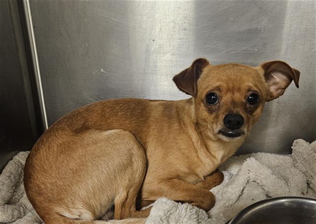 BRODY, a Adopted Chihuahua in Sebec, ME image 3/3