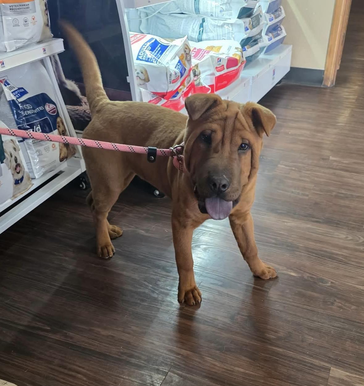 Louise, a ADOPTABLE mixed breed in Uxbridge, MA image 2/2