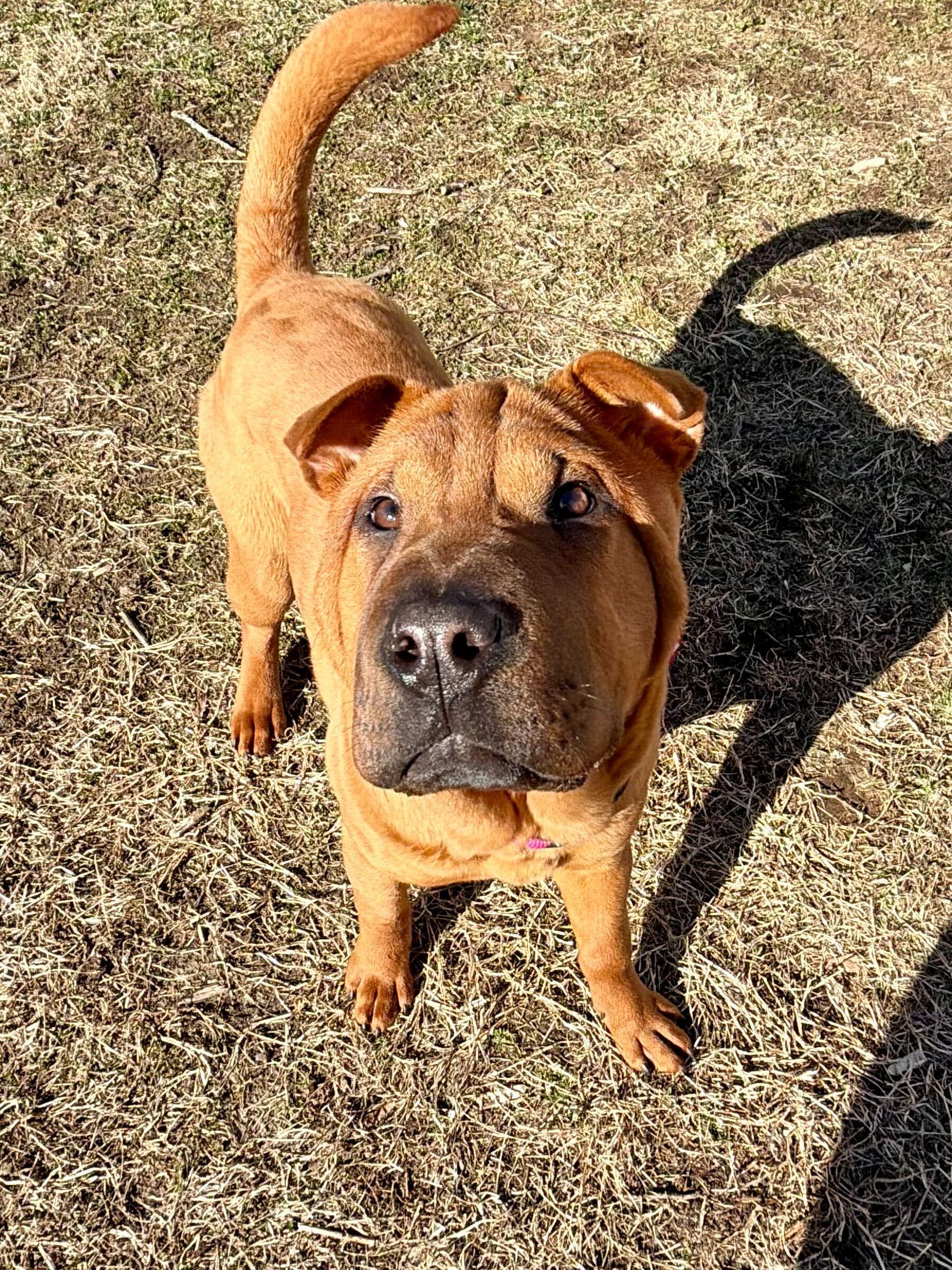 Louise, ADOPTABLE, Puppy Female Shar-Pei.