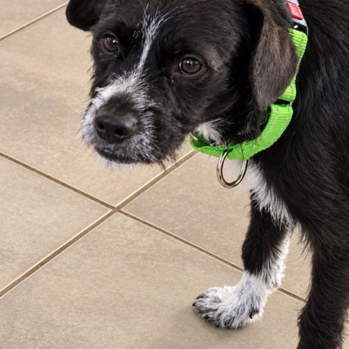 Enlarge Mary, a Adoptable mixed breed in Langley, BC image 1/2