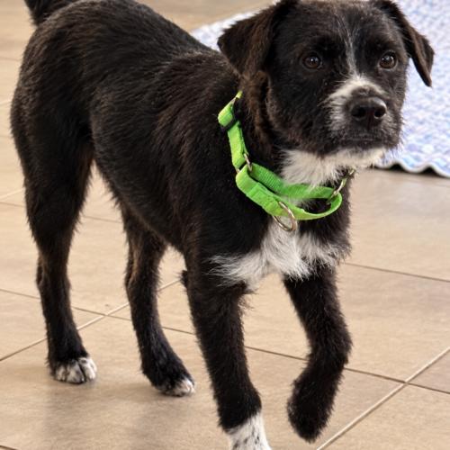 Enlarge Mary, a Adoptable mixed breed in Langley, BC image 2/2