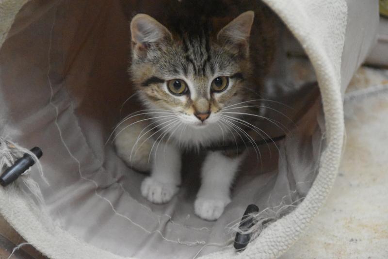 Toka (BSM-Fostered in TN)