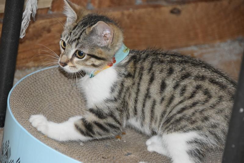 Toka (BSM-Fostered in TN) photo 2