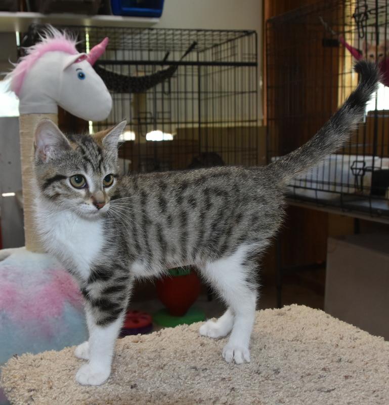 Toka (Lisa-Fostered in New England) photo 4