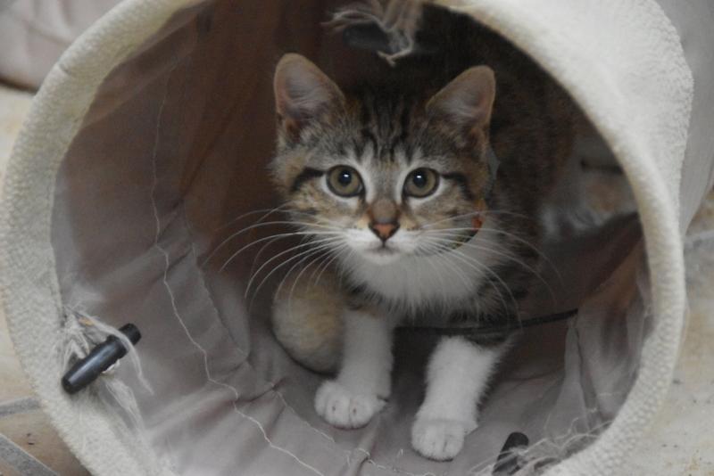 Toka (BSM-Fostered in TN) photo 3