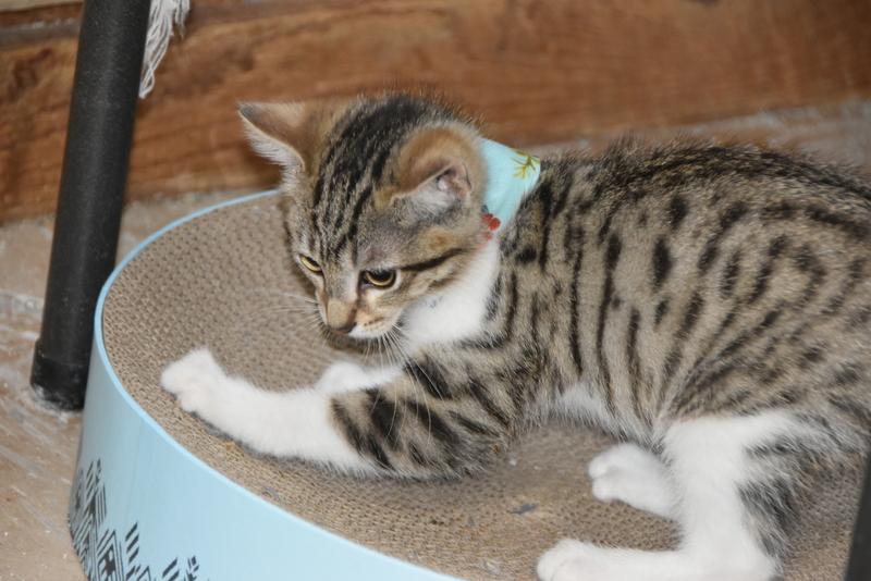 Toka (BSM-Fostered in TN) photo 5