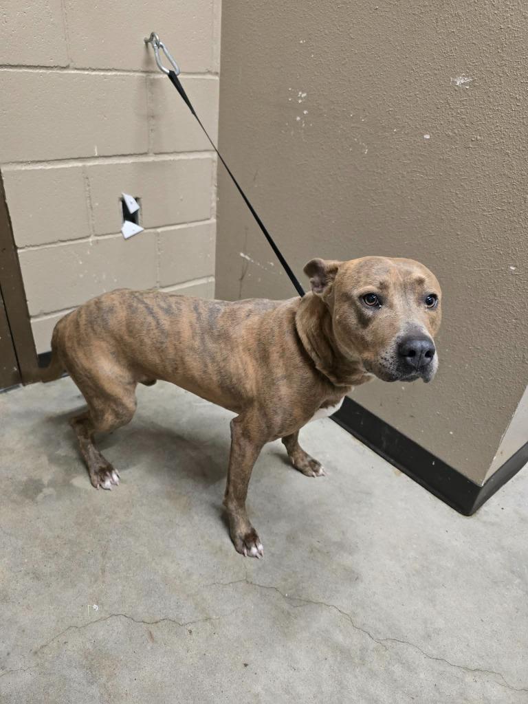 Enlarge Cannon, a Adoptable Pit Bull Terrier in Huntsville, TX image 1/1