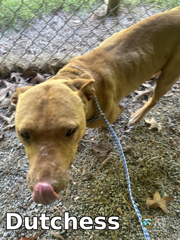 Enlarge Dutchess, a Adoptable Pit Bull Terrier in Rocky Mount, NC image 1/3