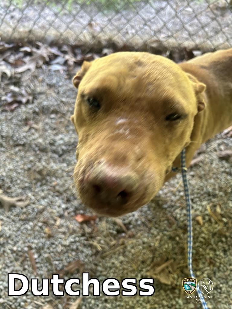 Enlarge Dutchess, a Adoptable Pit Bull Terrier in Rocky Mount, NC image 2/3