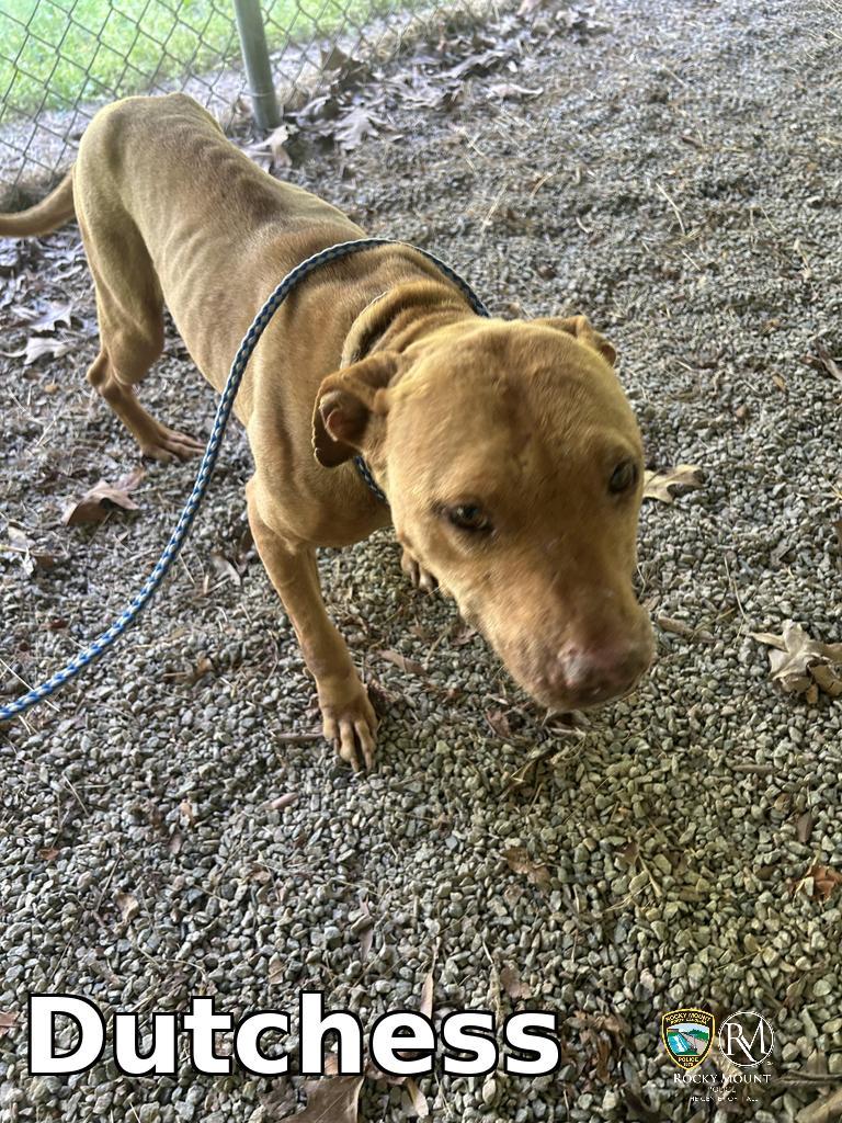 Enlarge Dutchess, a Adoptable Pit Bull Terrier in Rocky Mount, NC image 3/3