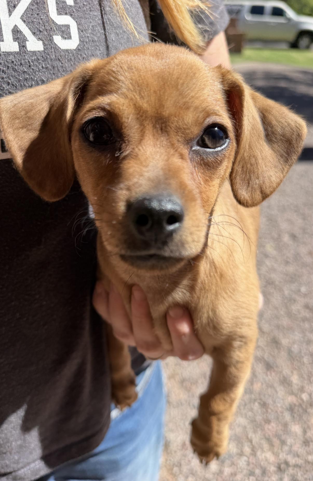 Enlarge Sheriff, a Adopted mixed breed in Gilbert, AZ image 3/6