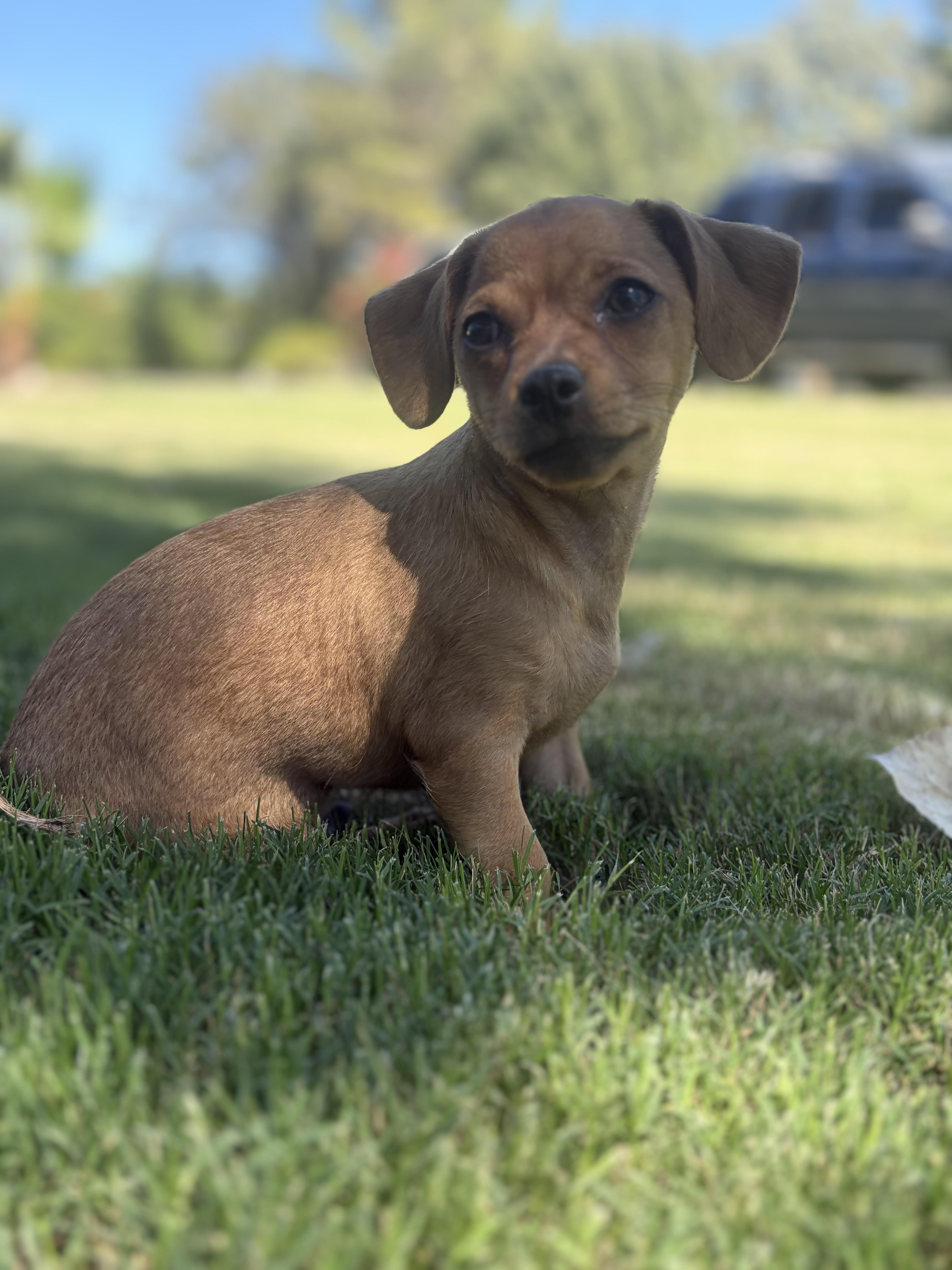 Enlarge Sheriff, a Adopted mixed breed in Gilbert, AZ image 5/6