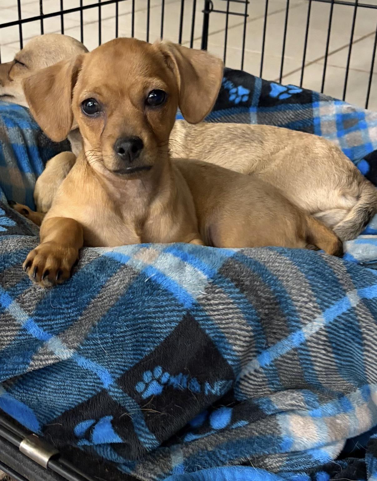 Sheriff, Adopted, Puppy Male Dachshund & Chiweenie.