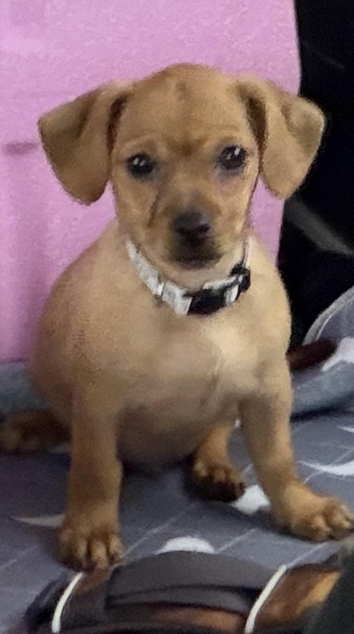 Enlarge Sheriff, a Adoptable mixed breed in Gilbert, AZ image 2/3