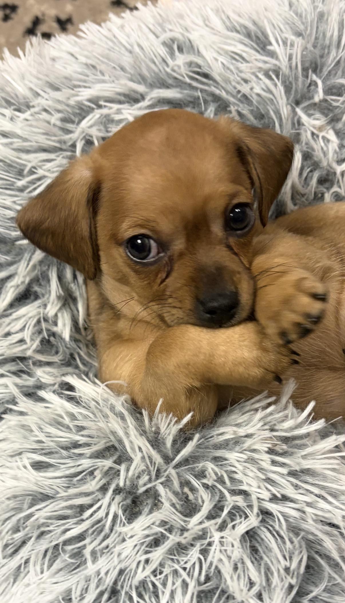 Enlarge Sheriff, a Adoptable mixed breed in Gilbert, AZ image 3/3